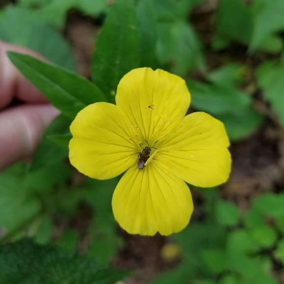 Meet your Posher, Sydney - Picture 2 of 2